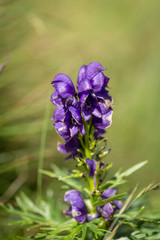 Flower in the Mountain