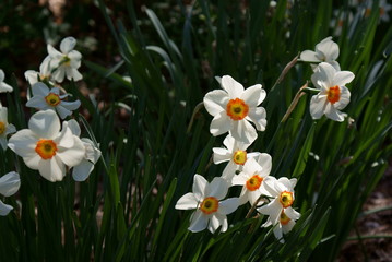 Daffodils