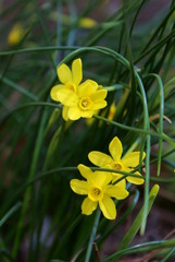 Daffodils