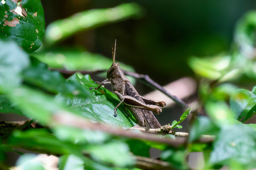 A Grasshopper Abracris flavolineata Perched in Dense Vegetation in Jalisco, Mexico