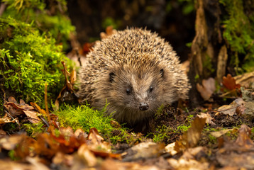 Hedgehog, wild, native, free roaming hedgehog, taken  from a wildlife garden hide to monitor health...
