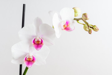 Naklejka na ściany i meble Close up white and vivid pink Phalaenopsis orchid flowers in full bloom isolated on a white wall in a studio background 