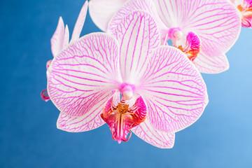 Close up white and vivid pink Phalaenopsis orchid flowers in full bloom isolated on dark blue studio background 