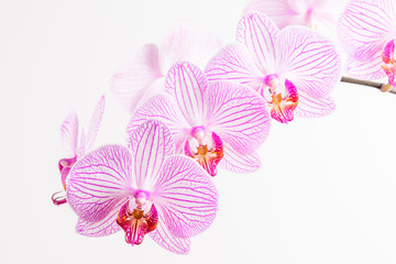 Close up white and vivid pink Phalaenopsis orchid flowers in full bloom isolated on a white wall in a studio background 