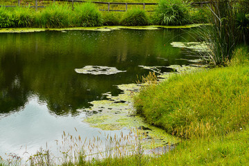View of a shallow pond or water basin, built as an ornament of the garden with vegetation.

