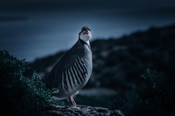Bird partridge, Alectoris chukar. Brown, feather. Red legged partridge (Alectoris rufa) gamebird in the pheasant family Phasianidae of the order Galliformes.