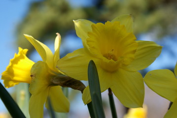 Daffodils