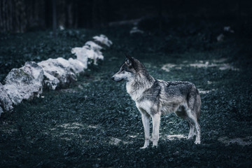 Wolf hunting in mountain, Agressive European grey Wolf