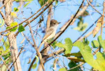 Dusky-capped Flycatcher (Myiarchus tuberculifer) Perched on a Branch in Jalisco, Mexico
