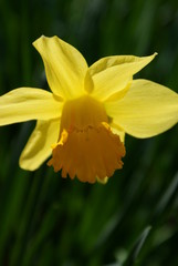 Daffodils