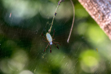 A Large Golden Silk Spider (Trichonephila clavipes) Waits in Its Web for Prey in Jalisco, Mexico