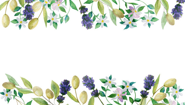 Watercolor hand painted nature provence border banner composition with purple lavender blossom flowers, green olives and white bergamot branches on the white background for invite and greeting cards