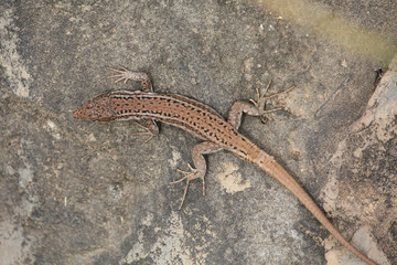 little lizard sunning himself