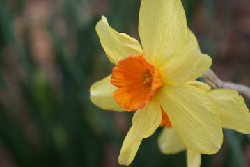 Daffodils