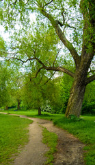 Fototapeta na wymiar tree and pathway on park