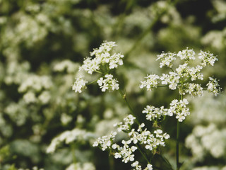 Obraz premium little white flowers