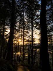 The sunset shines through towering evergreen trees in the forests of the Columbia River Gorge in Oregon.