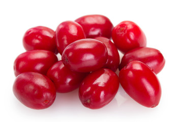 Fresh dogwood on white background