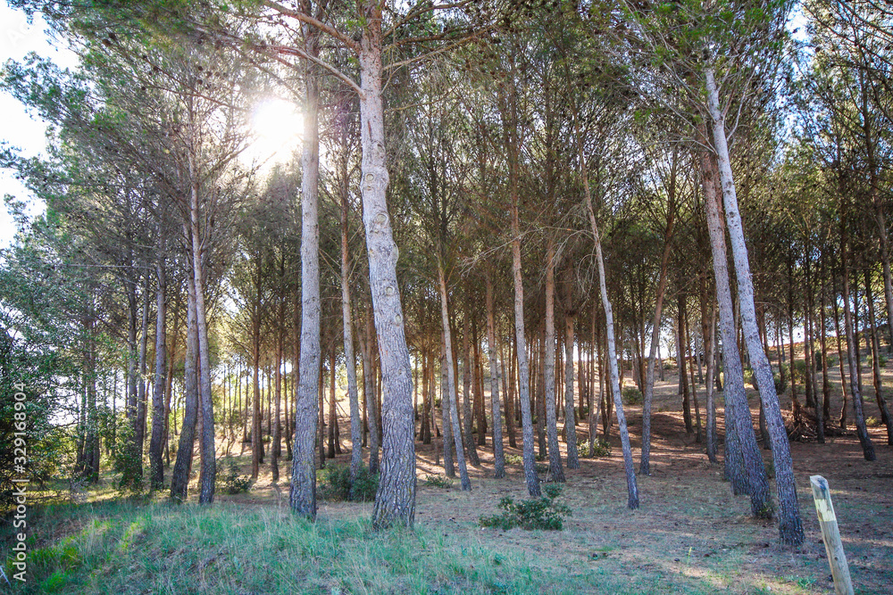 Wall mural forest on a sunny day