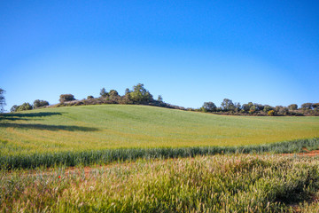 scenes in a rural landscape 