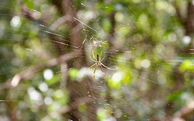 Aranha em teia detalhada com fundo desfocado