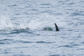 Killer whale is diving in a big splash in Tofino, view from boat on a killer whale