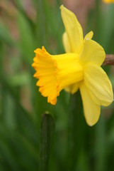 Daffodils