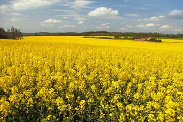 Obraz premium Rapeseed, canola or colza field in Latin Brassica Napus