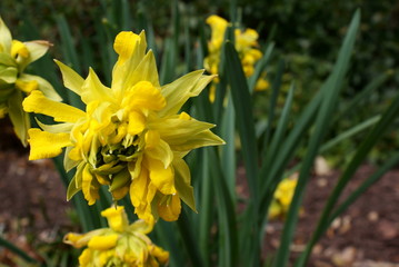 Daffodils