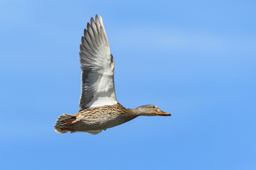 Waterfowl of Colorado. Female mallard in flight.