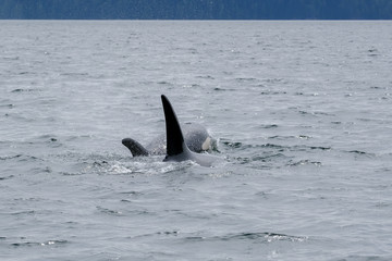 Three killer whales in Tofino with the fin above water, view from boat on two killer whale