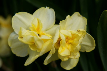 Obraz na płótnie Canvas Daffodils