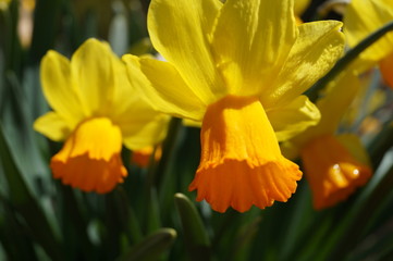 Daffodils