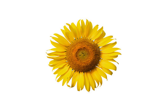 Closeup picture of blossom sunflower isolated on the white background