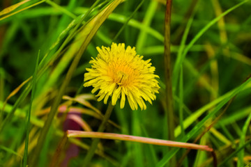 Dandelion is a temperate herbaceous and edible plant, highly prized as a culinary ingredient.