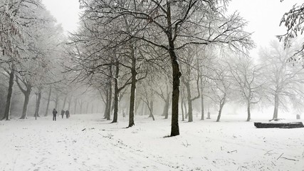 Footpath and trees covered with snow in the city park.