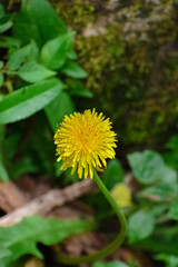 Closeup of a dandelion flower. 
