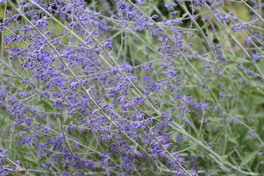 Closeup Perovskia abrotanoides with blurred background in garden