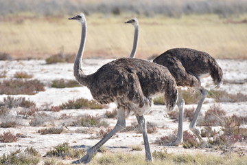 Female ostrich at Etosha National Park, Namibia