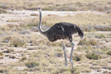 Female ostrich at Etosha National Park, Namibia