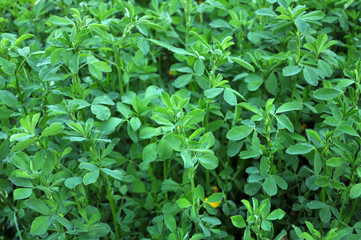 In the spring field young alfalfa grows