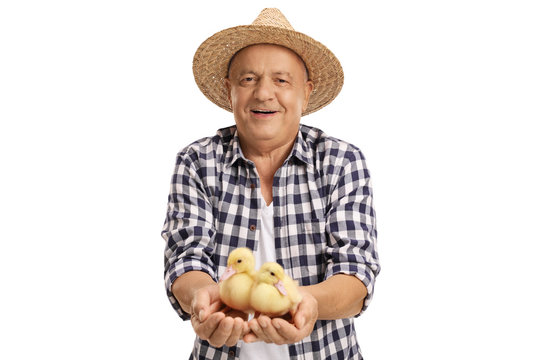 Mature Farmer Holding Two Little Ducklings