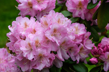 Bush of delicate pink magenta flowers of azalea or Rhododendron plant in a sunny spring Japanese garden, beautiful outdoor floral background