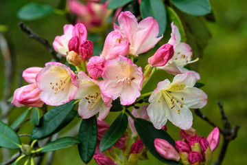 Bush of delicate white and pink magenta flowers of azalea or Rhododendron plant in a sunny spring Japanese garden, beautiful outdoor floral background