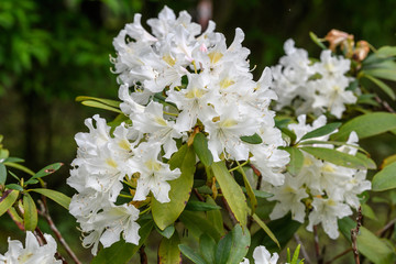 Bush of delicate white flowers of azalea or Rhododendron plant in a sunny spring Japanese garden, beautiful outdoor floral background