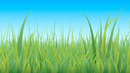 Tall green grass and blue sky, meadow landscape close-up