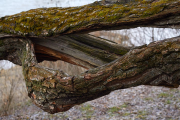 close-up of a tree trunk under the force of nature