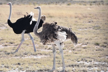 Male and female ostrich at Etosha National Park, Namibia