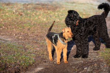 Russian Black Terrier and Airedale met for a walk.