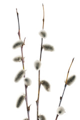 Obraz premium Spring branchs of pussy willow (Salix acutifolia) with silvery catkins